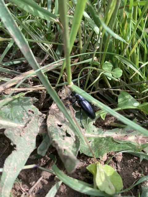 Dorcadion aethiops - fekete gyalogcincér Dorcadion aethiops - fekete gyalogcincér