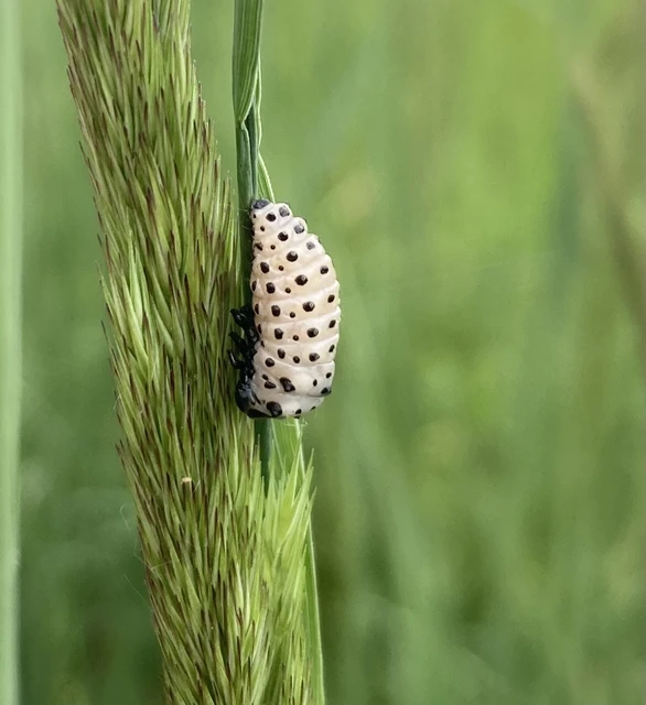 Chrysomela