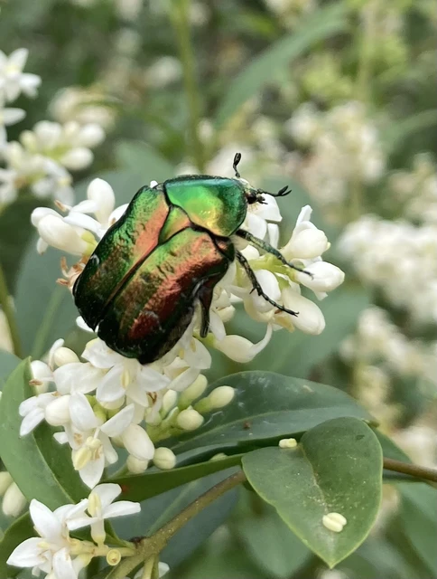 Cetonia aurata - aranyos virágbogár