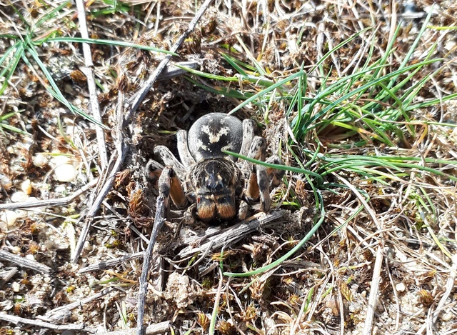 Geolycosa vultuosa - pokoli cselőpók