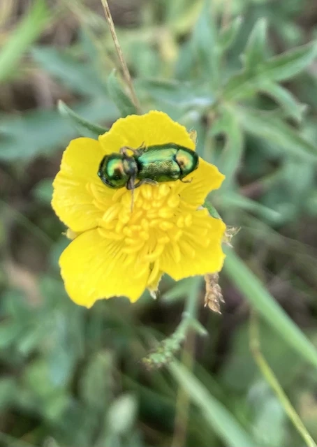 Cryptocephalus