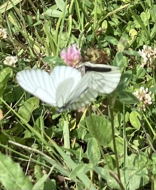 Aporia crataegi - galagonyalepke