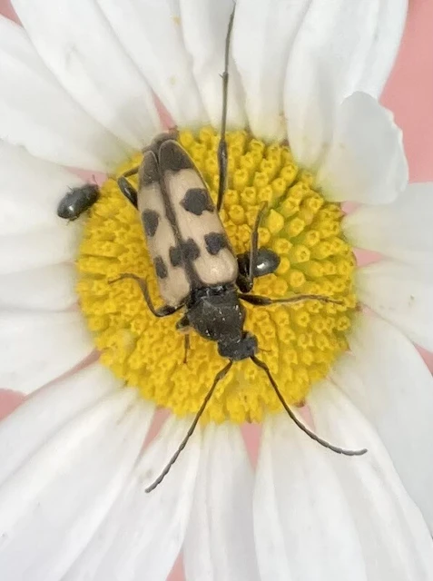 Pachytodes erraticus - rajzos virágcincér