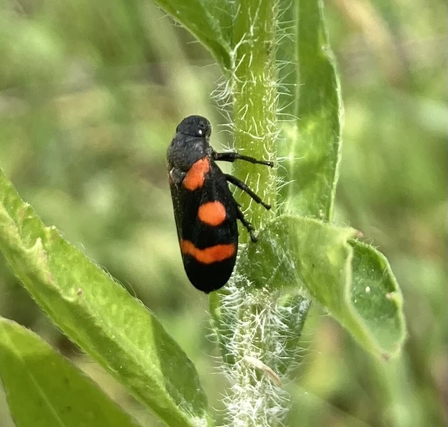 Cercopis arcuata/sanguinolenta