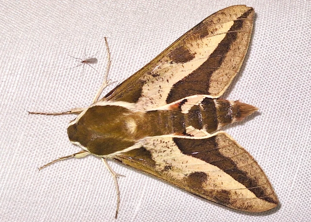 Hyles euphorbiae - kutyatejszender