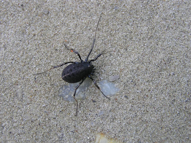 Opiliones - Kaszáspókok