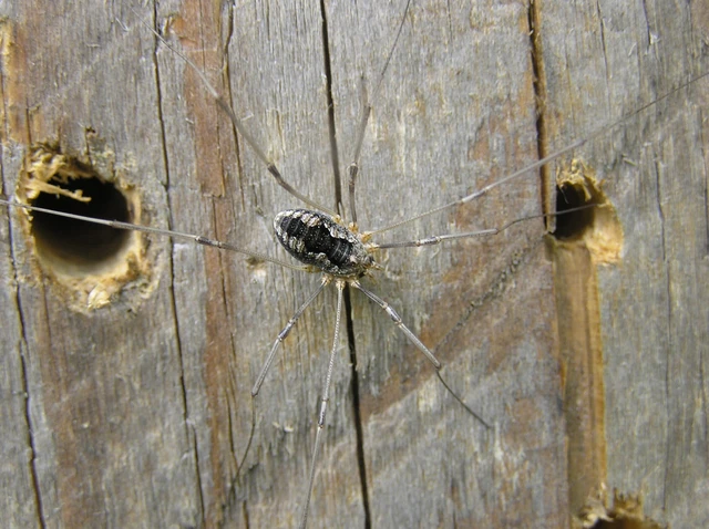 Opiliones - Kaszáspókok