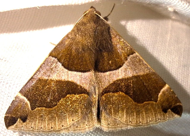 Dysgonia algira - déli porcelánbagoly