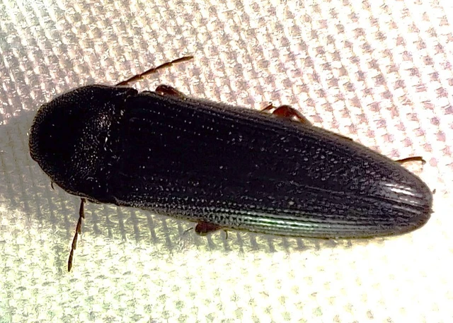 Melanotus