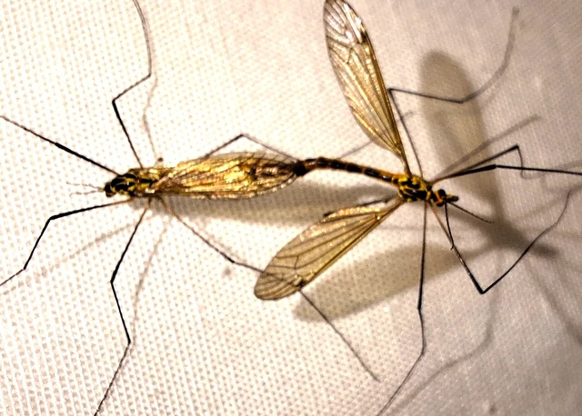 Diptera - Kétszárnyúak