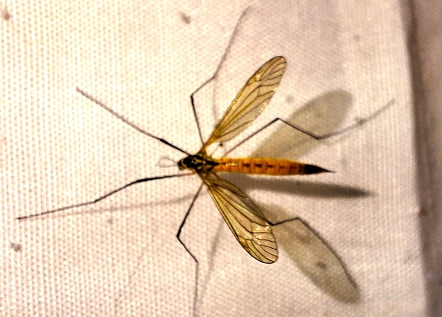 Diptera - Kétszárnyúak