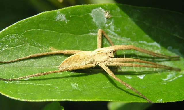 Pisaura mirabilis - csodáspók Pisaura mirabilis - csodáspók
