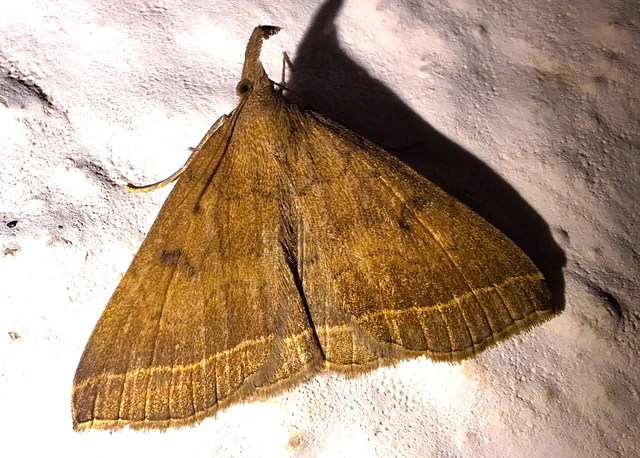 Pechipogo plumigeralis - tollascsápú karcsúbagoly