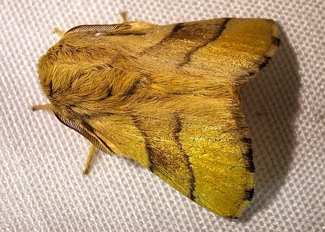 Malacosoma neustria - gyűrűsszövő