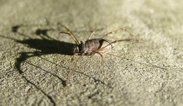Opiliones - Kaszáspókok