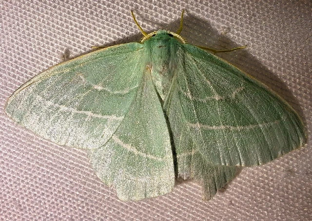 Hemistola chrysoprasaria - kékes zöldaraszoló
