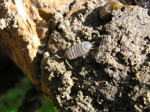 Isopoda - Ászkarákok