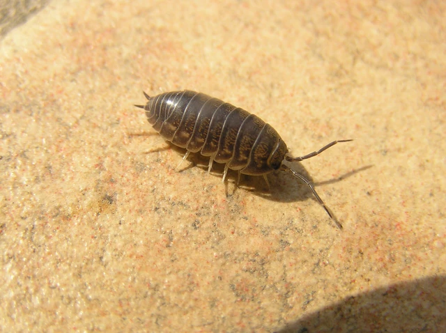 Isopoda - Ászkarákok
