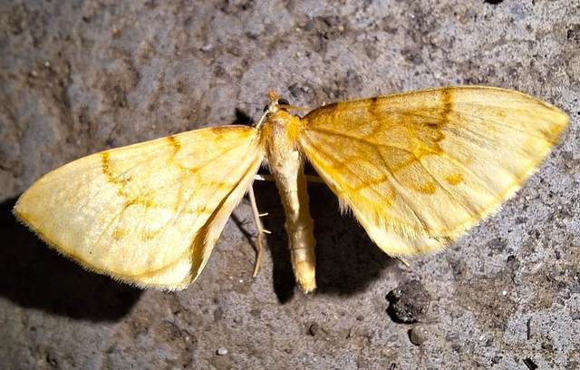 Eulithis pyraliata - sárga galajaraszoló