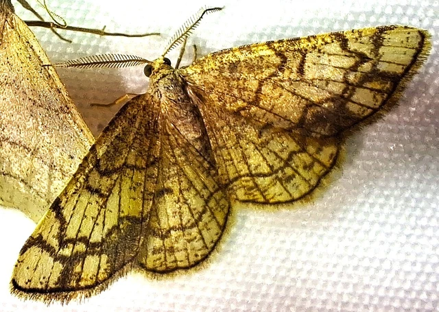 Stegania dilectaria - fehérnyár-araszoló