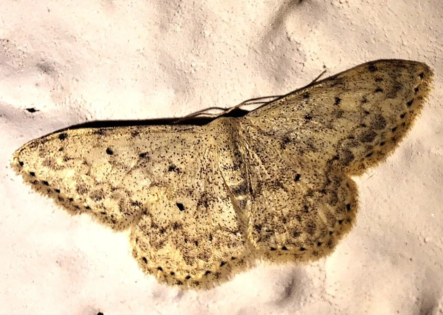 Scopula marginepunctata - pettyes sávosaraszoló