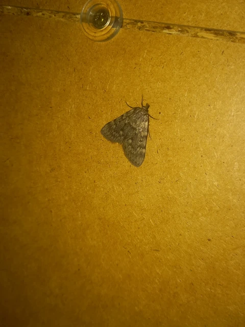 Aglossa pinguinalis - zsiradékmoly