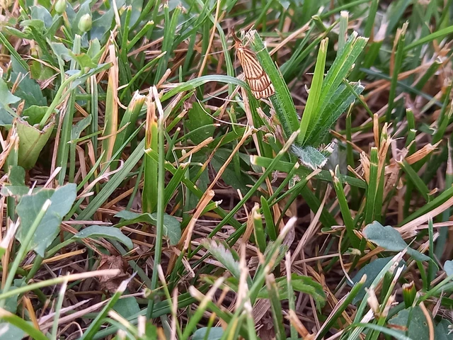 Chrysocramboides craterella - rácsos fűgyökérmoly