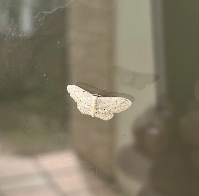 Idaea seriata - szürke apróaraszoló