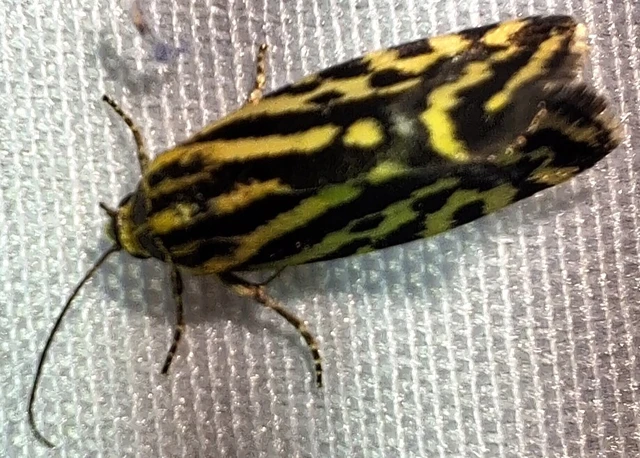 Emmelia trabealis - zebrabagoly
