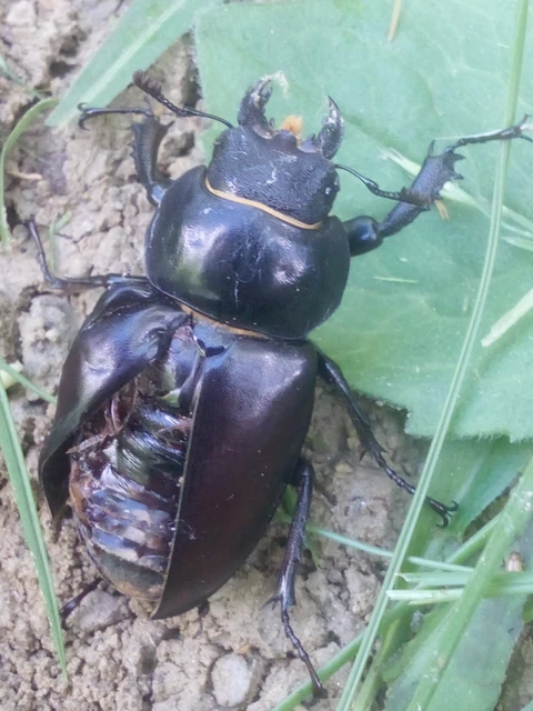 Lucanus cervus - nagy szarvasbogár