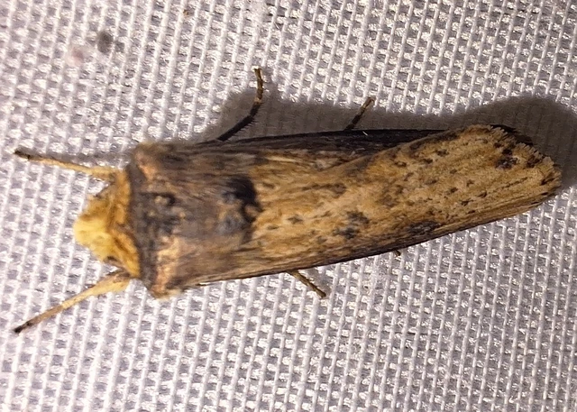Axylia putris - vonalkás földibagoly