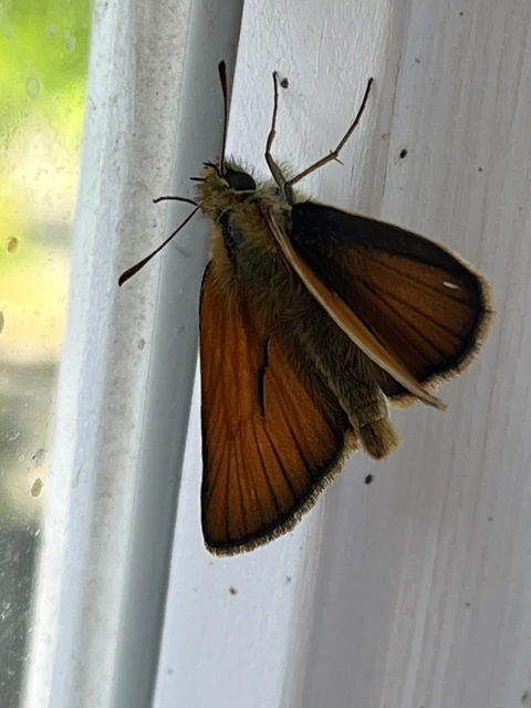 Thymelicus lineola - vonalas busalepke