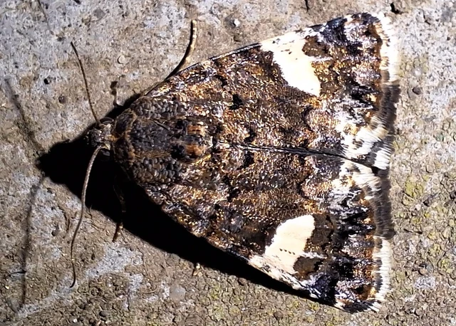 Tyta luctuosa - fekete nappalibagoly
