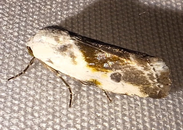 Ponometia candefacta - parlagfűbagoly