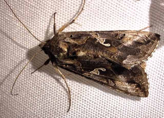 Autographa gamma - gammalepke