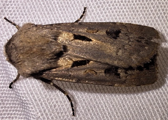Agrotis exclamationis - felkiáltójeles földibagoly