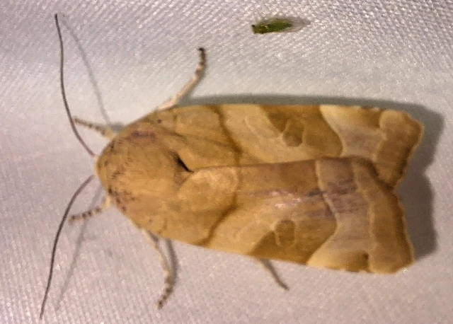 Noctua fimbriata - szélessávú sárgafűbagoly