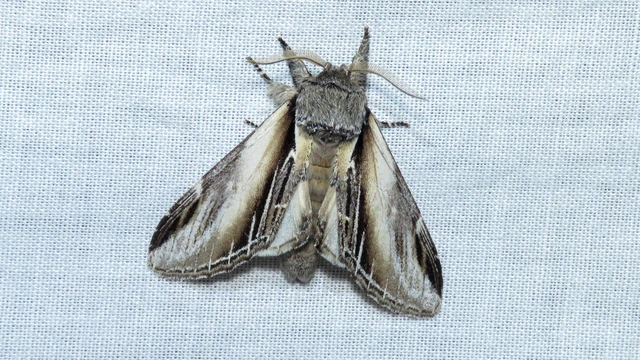 Pheosia tremula - nyárfa-púposszövő