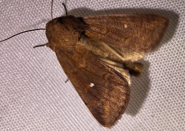 Mythimna albipuncta - fehérpettyes rétibagoly