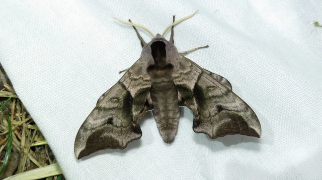 Smerinthus ocellatus - esti pávaszem