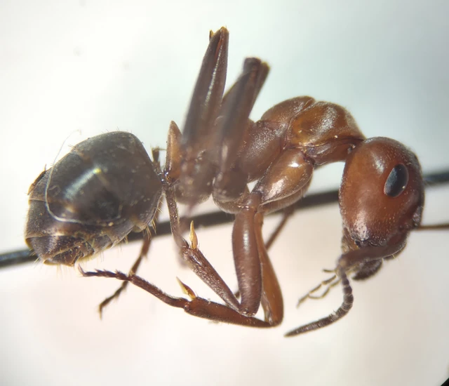 Formica sanguinea - vérvörös rablóhangya
