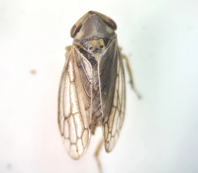 Macropsis Macropsis
