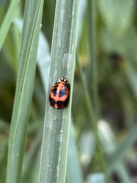 Harmonia axyridis - harlekinkatica