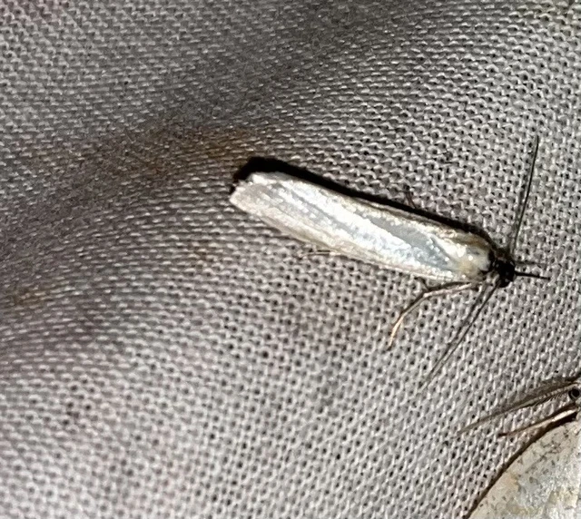 Crambus perlella - gyöngyházas fűgyökérmoly