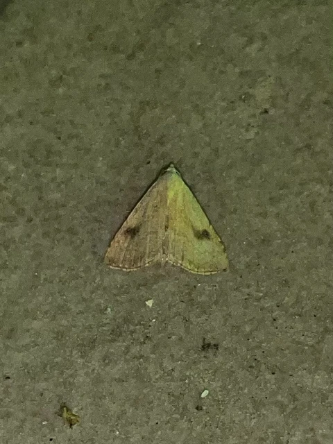 Rivula sericealis - selymes lórombagoly