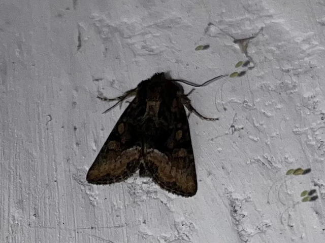 Oligia strigilis/latruncula/versicolor