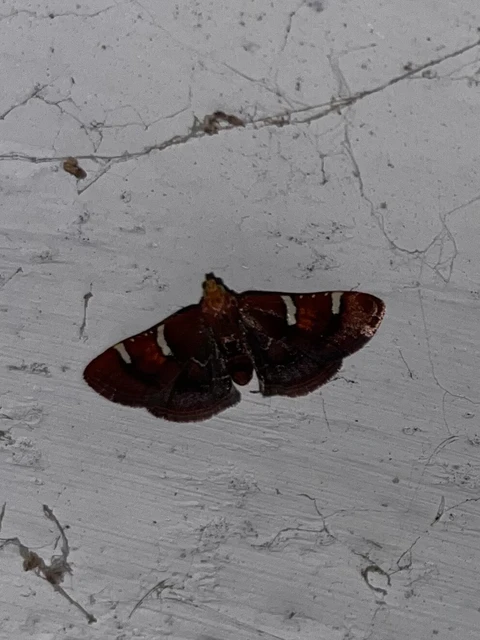 Pyralis regalis - pompás fényilonca