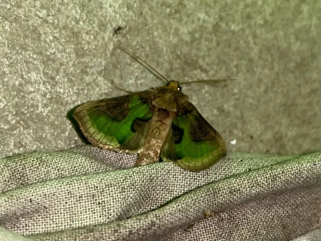 Diachrysia stenochrysis - rejtőző aranybagoly