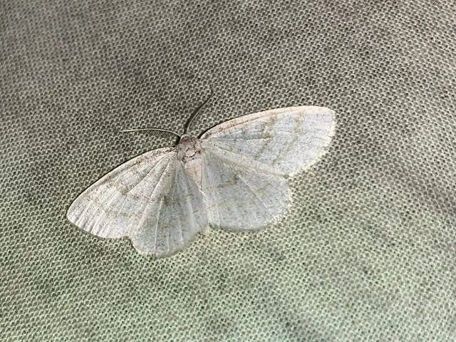 Cabera exanthemata - pettyes égeraraszoló