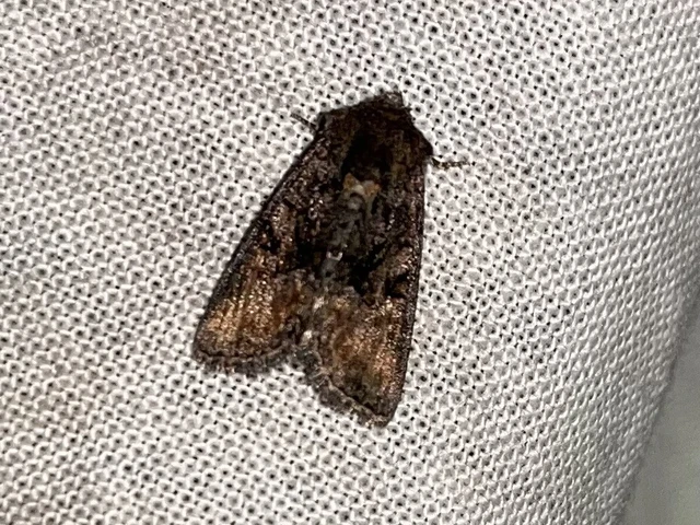 Oligia strigilis/latruncula/versicolor